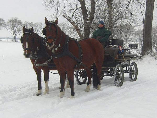 Kutschfahrt, Kutsche, Pferd